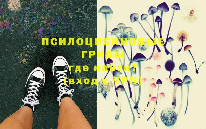 Псилоцибиновые грибы Psilocybe Губкинский